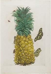 Ananas maturo con farfalle, 1705-71